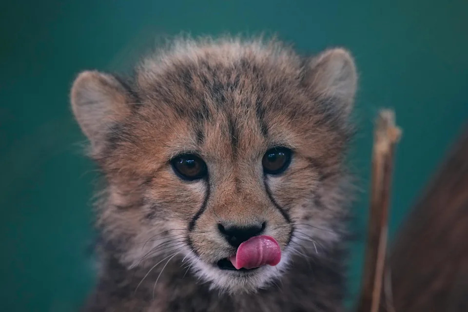 Quintuplet Cheetah Cubs Survive Storms and Mother's Illness at Prague Zoo