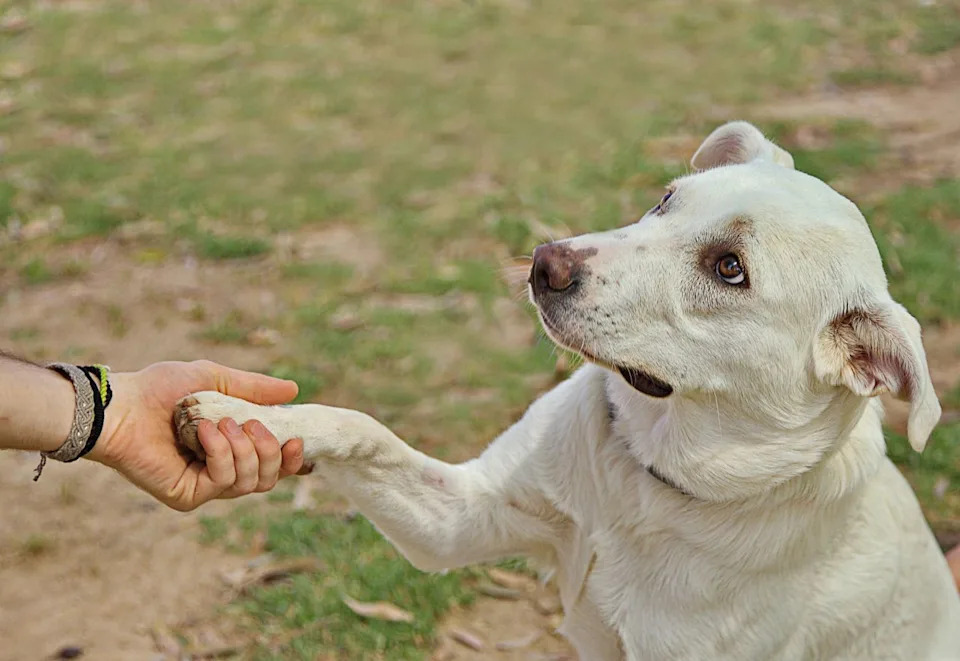 Dog Brains Segment Speech Like Humans — EEG Study Reveals a Consonant Bias