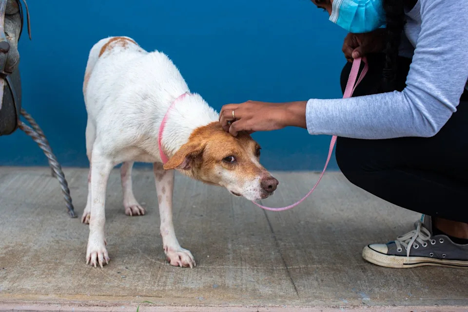 Dog Brains Segment Speech Like Humans — EEG Study Reveals a Consonant Bias