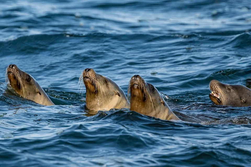 Paddleboarder Survives 'Biting Frenzy' After Sea Lion Attacks Off Santa Cruz