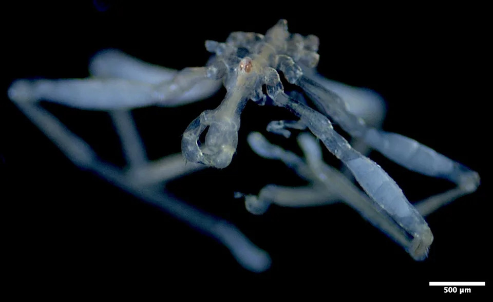 Hairy-Legged Sea Spider and a Second New Species Discovered in the Salish Sea