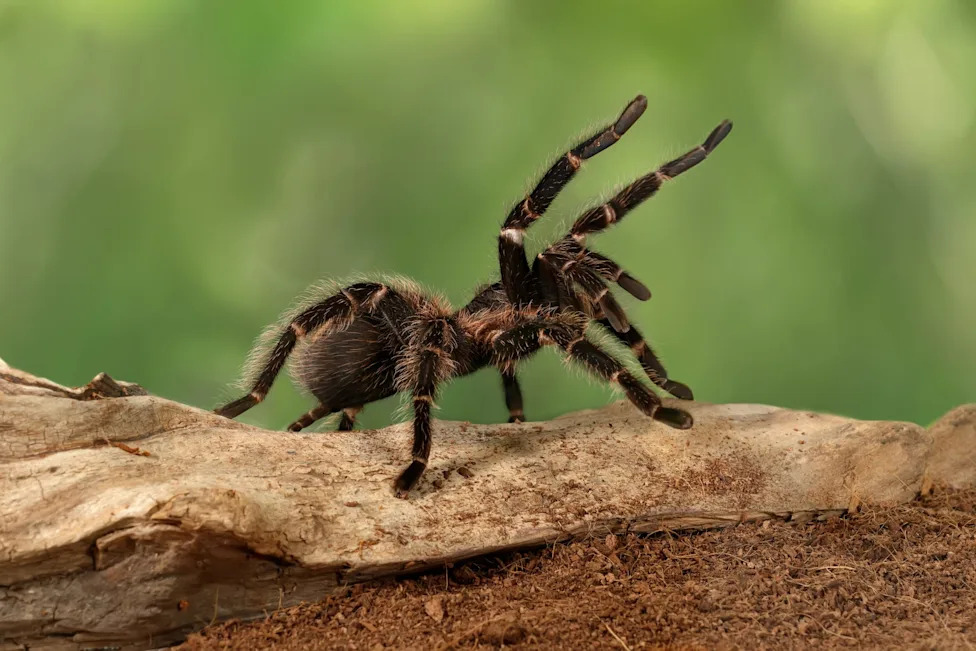 Hairy-Legged Sea Spider and a Second New Species Discovered in the Salish Sea