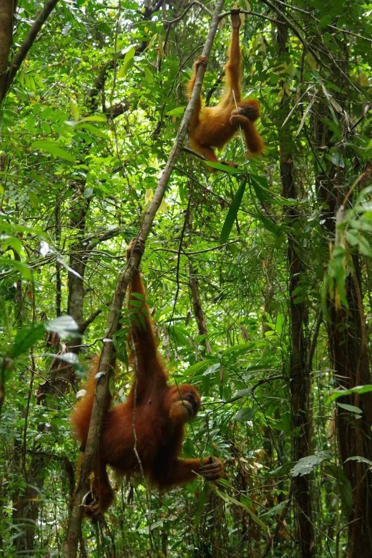 Learning From Their Mothers: How Young Orangutans Acquire Lifesaving Skills