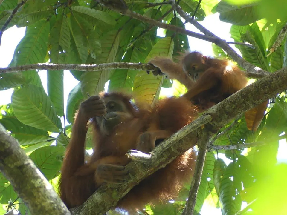 Learning From Their Mothers: How Young Orangutans Acquire Lifesaving Skills
