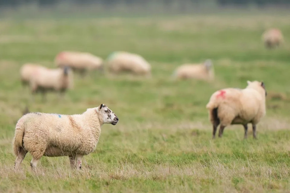 Three Animal-Rights Activists Convicted Over Lamb Theft at King Charles's Sandringham Estate