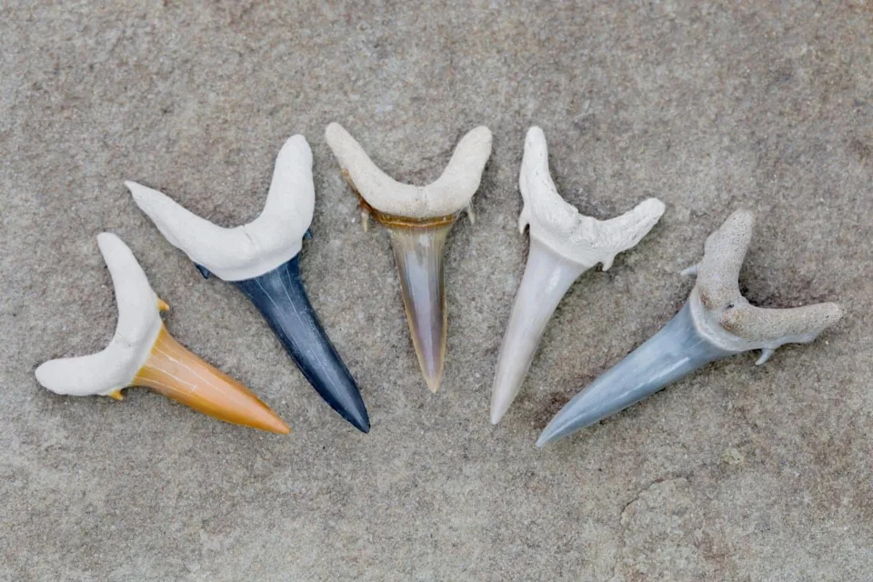 Prehistoric Sharks Resurface After 325 Million Years: Two New Species Discovered in Mammoth Cave