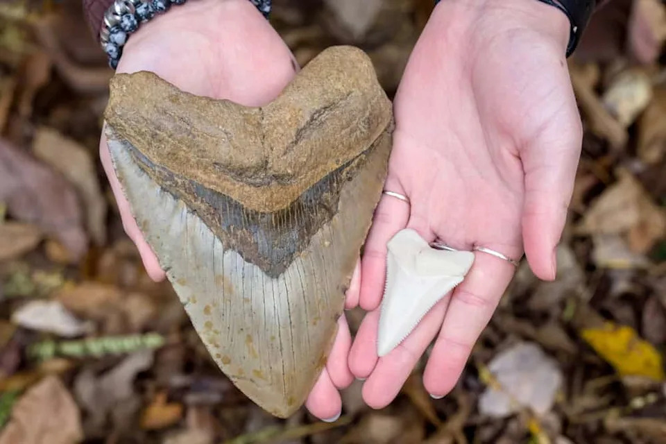 Prehistoric Sharks Resurface After 325 Million Years: Two New Species Discovered in Mammoth Cave