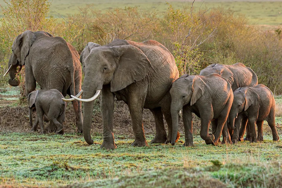 Kenyan Elephants May Seek Medicinal Plants — Mothers Could Be Preparing Remedies for Calves, Study Finds