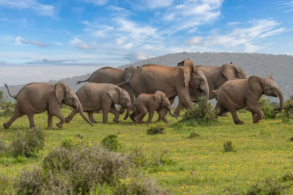 Kenyan Elephants May Seek Medicinal Plants — Mothers Could Be Preparing Remedies for Calves, Study Finds