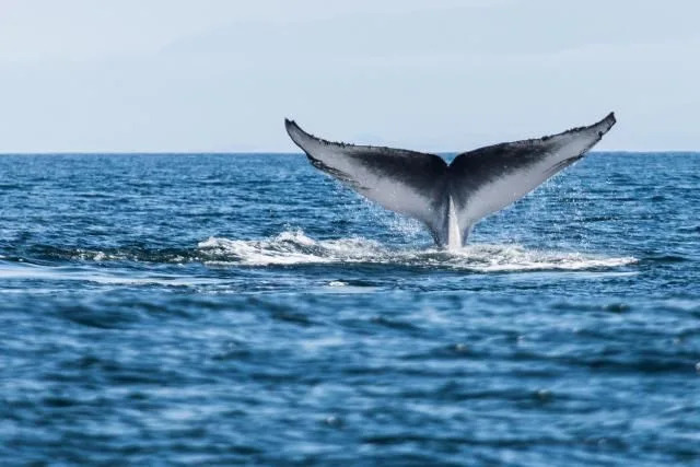 U.S. Reinterprets Endangered Species Act, Potentially Allowing Accidental Harm to 1,600 Protected Animals