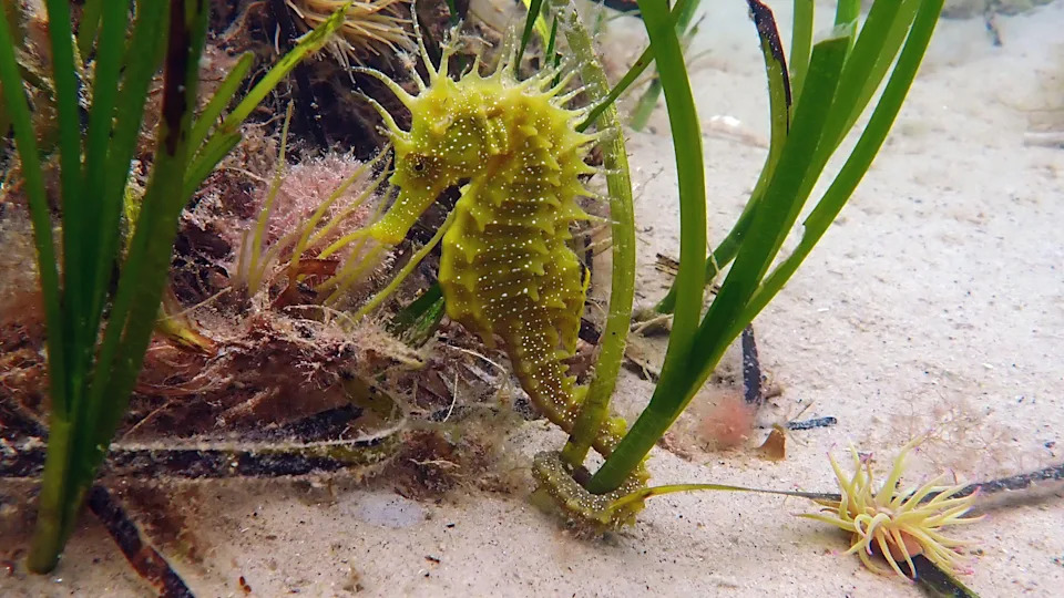 Eco‑Moorings Drive Rapid Recovery of Seahorse Seagrass in Studland Bay