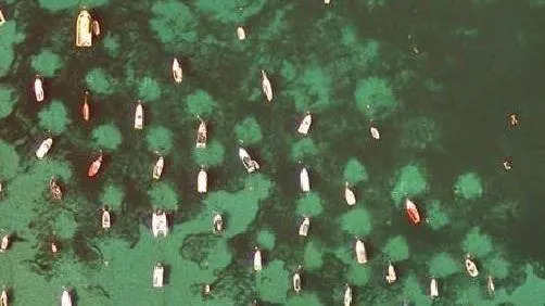 Eco‑Moorings Drive Rapid Recovery of Seahorse Seagrass in Studland Bay