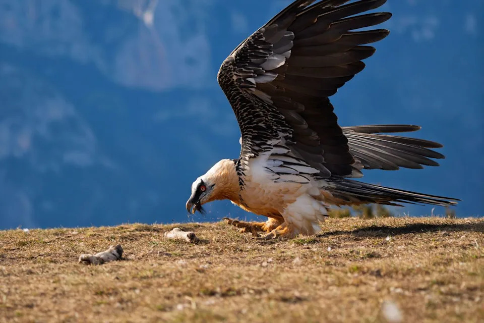 Fewer Than 400 Left: One Woman Hand‑Raises Bearded Vultures to Save the Species