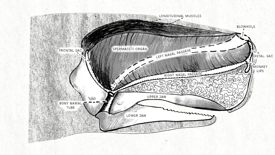 Sperm Whale Superpower: How the Spermaceti-Filled Head Can Ram and Sink Ships