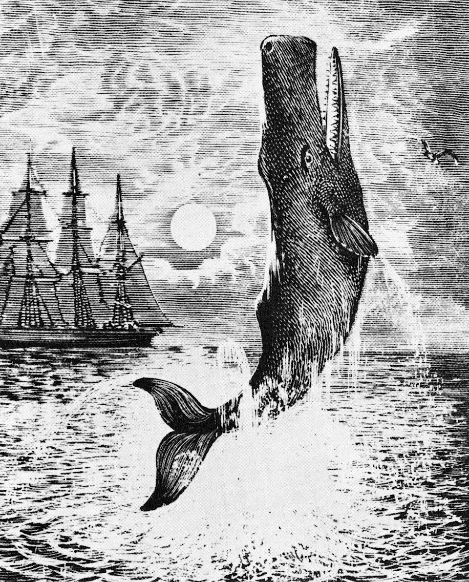 Sperm Whale Superpower: How the Spermaceti-Filled Head Can Ram and Sink Ships