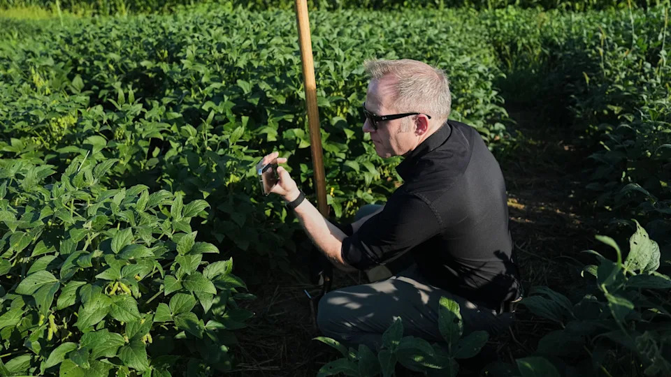 Deep‑Rooted Soybeans Could Lock Carbon Underground and Improve Drought Resilience, Researchers Say