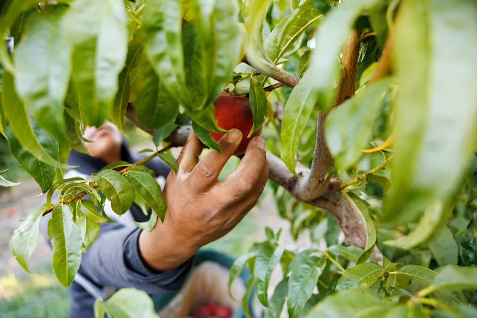 Colorado River Drought Threatens Palisade’s Peaches — And The Town That Depends On Them