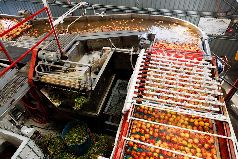 Colorado River Drought Threatens Palisade’s Peaches — And The Town That Depends On Them