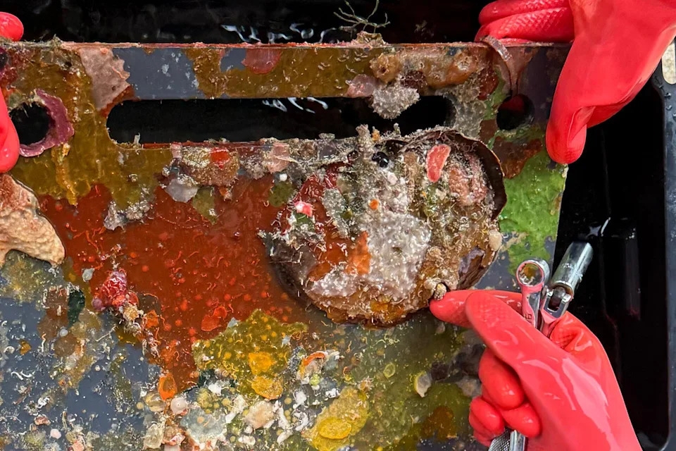 Inside the Quest to Unlock the Ocean’s Mysterious ‘Deep Reefs’