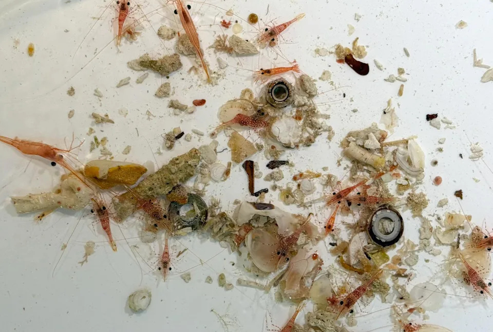 Inside the Quest to Unlock the Ocean’s Mysterious ‘Deep Reefs’