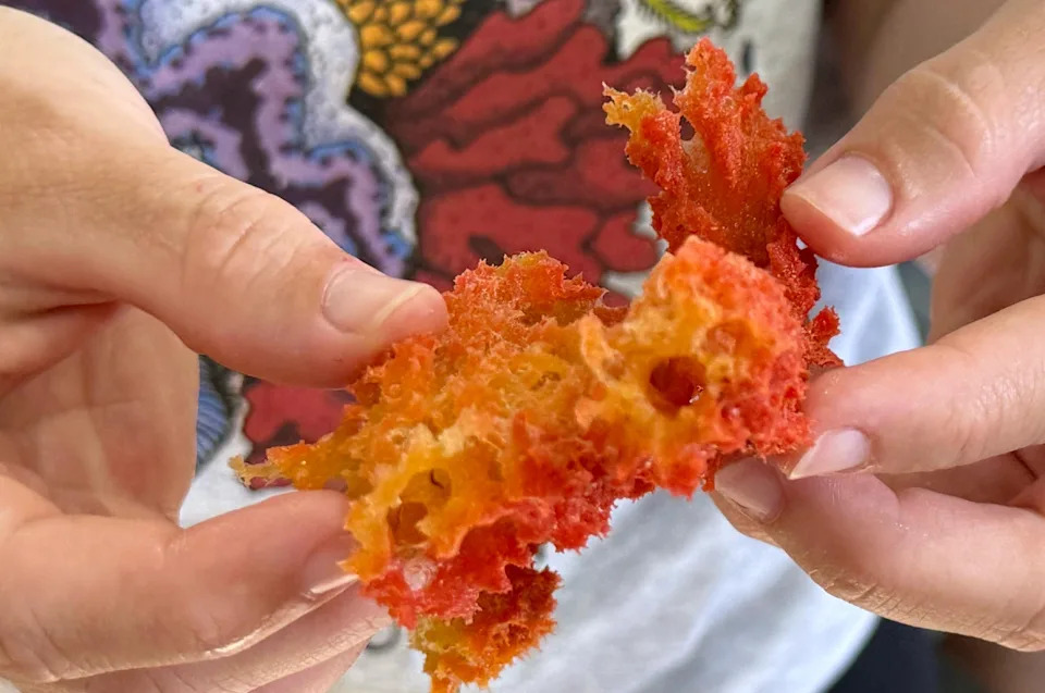 Inside the Quest to Unlock the Ocean’s Mysterious ‘Deep Reefs’