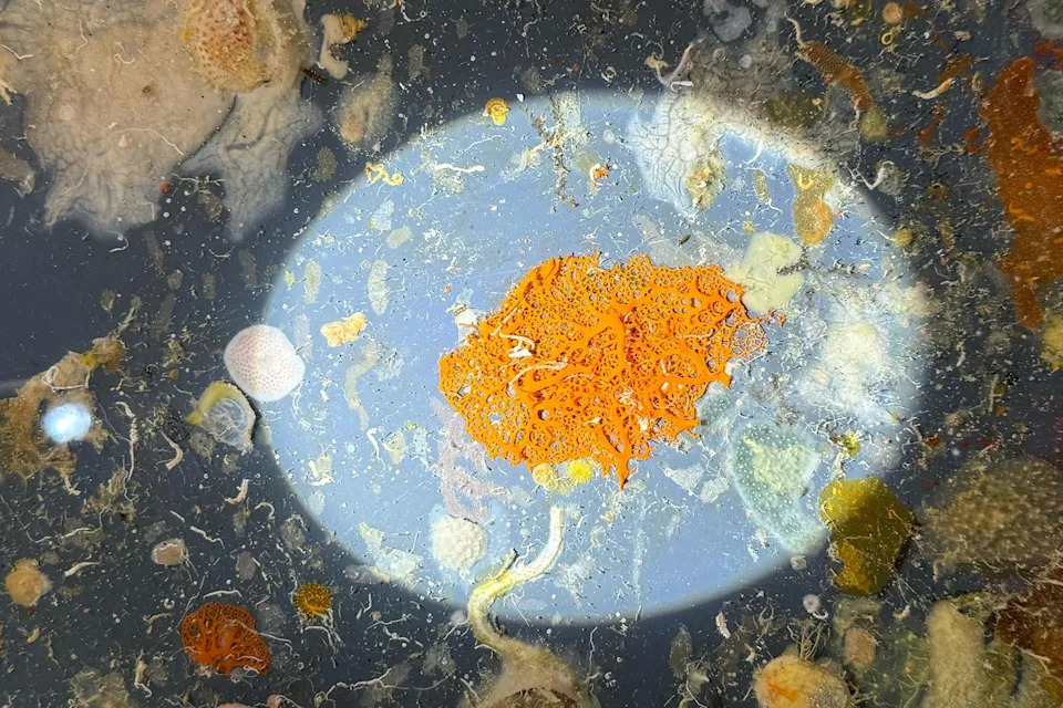 Inside the Quest to Unlock the Ocean’s Mysterious ‘Deep Reefs’