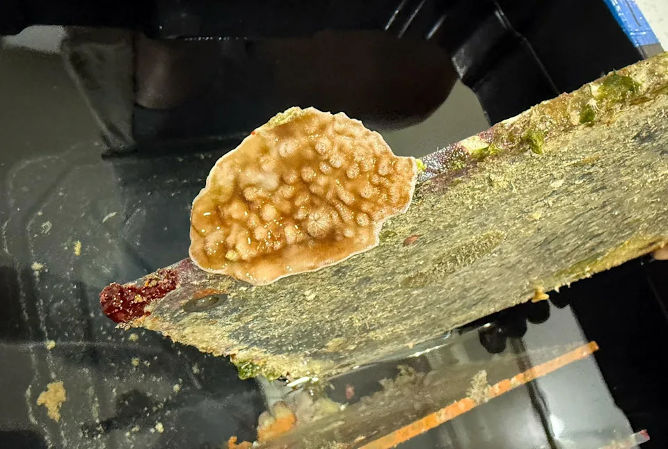 Inside the Quest to Unlock the Ocean’s Mysterious ‘Deep Reefs’
