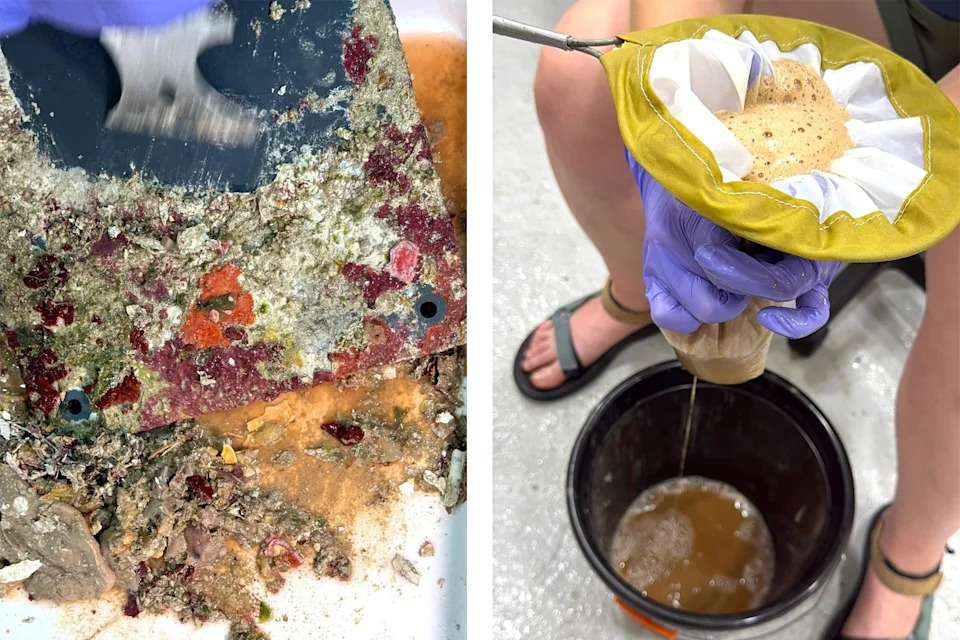 Inside the Quest to Unlock the Ocean’s Mysterious ‘Deep Reefs’