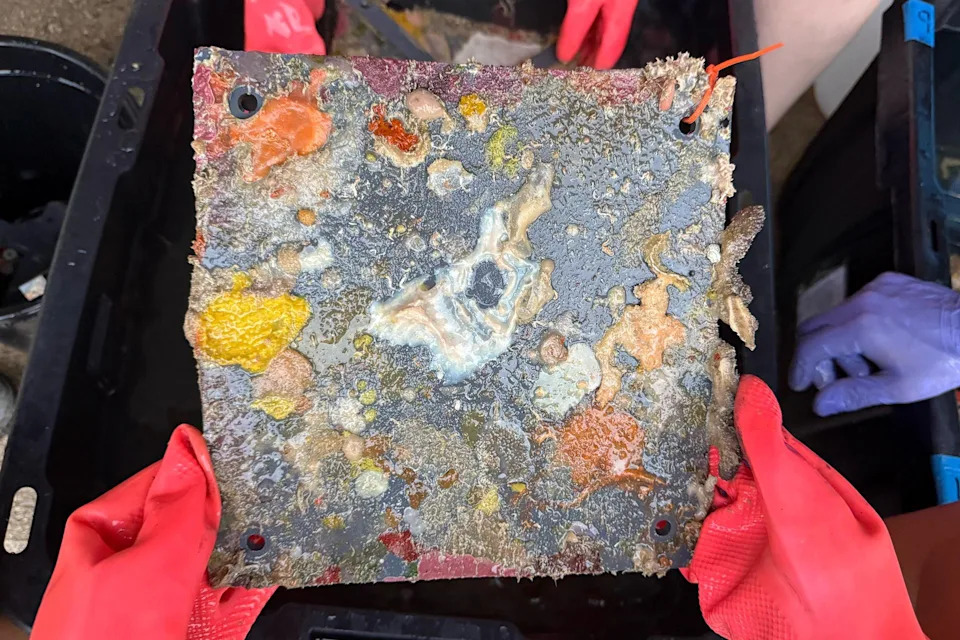 Inside the Quest to Unlock the Ocean’s Mysterious ‘Deep Reefs’