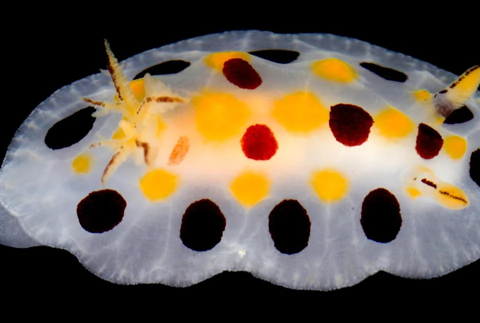 Inside the Quest to Unlock the Ocean’s Mysterious ‘Deep Reefs’