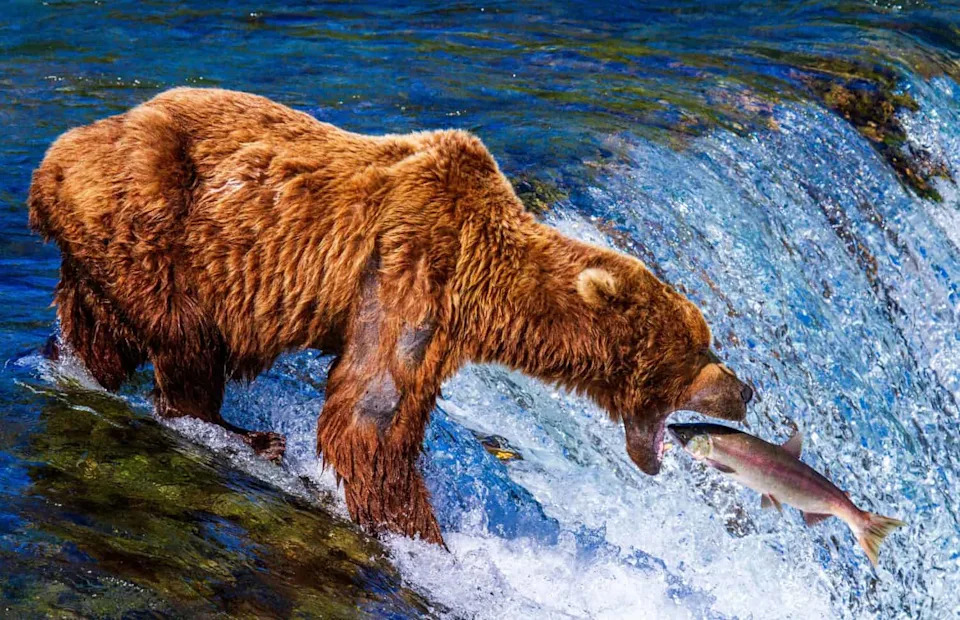 From a Single Strand: Scientists Can Tell a Bear's Sex — And Sometimes If She's a Mom