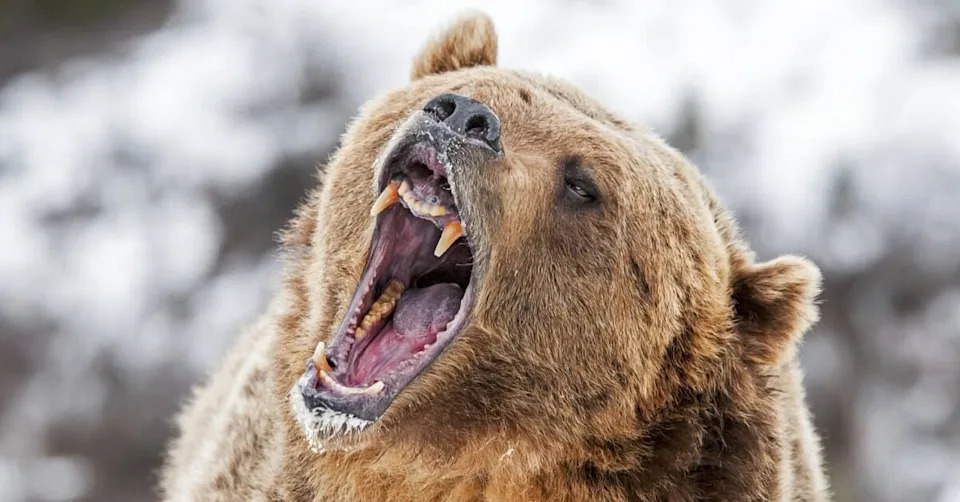 From a Single Strand: Scientists Can Tell a Bear's Sex — And Sometimes If She's a Mom