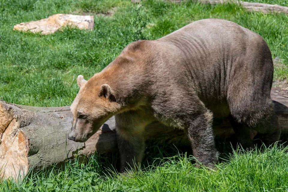 From a Single Strand: Scientists Can Tell a Bear's Sex — And Sometimes If She's a Mom