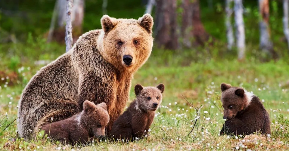 From a Single Strand: Scientists Can Tell a Bear's Sex — And Sometimes If She's a Mom
