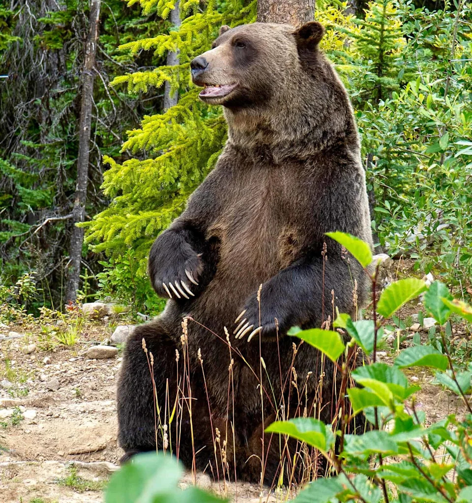 From a Single Strand: Scientists Can Tell a Bear's Sex — And Sometimes If She's a Mom
