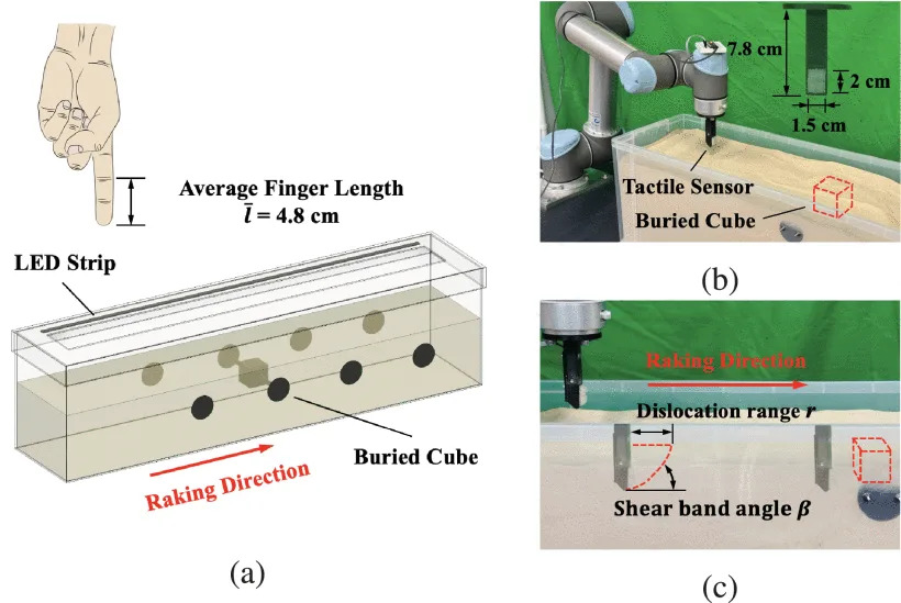 Humans May Have a 'Seventh Sense' — They Can Detect Buried Objects Before Touching Them