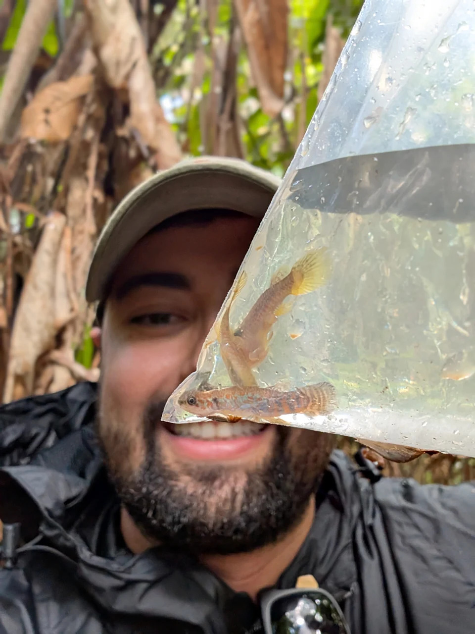 Dazzling New Killifish Discovered in the Brazilian Amazon — Scientists Urge Endangered Listing