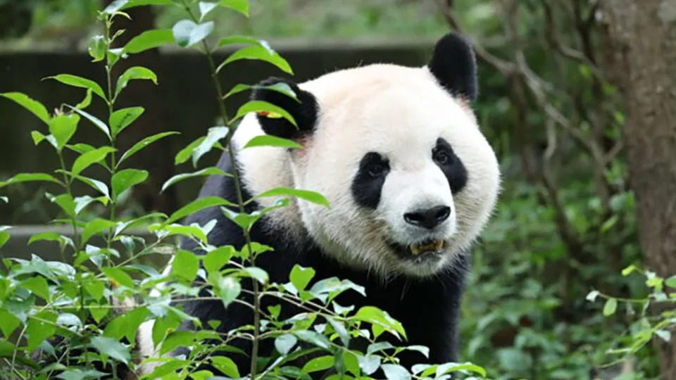 China’s New Panda Envoys Ping Ping and Fu Shuang Fly to Atlanta as 'Panda Diplomacy' Continues