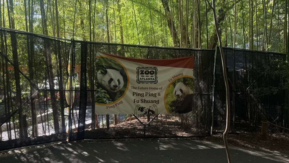 China’s New Panda Envoys Ping Ping and Fu Shuang Fly to Atlanta as 'Panda Diplomacy' Continues