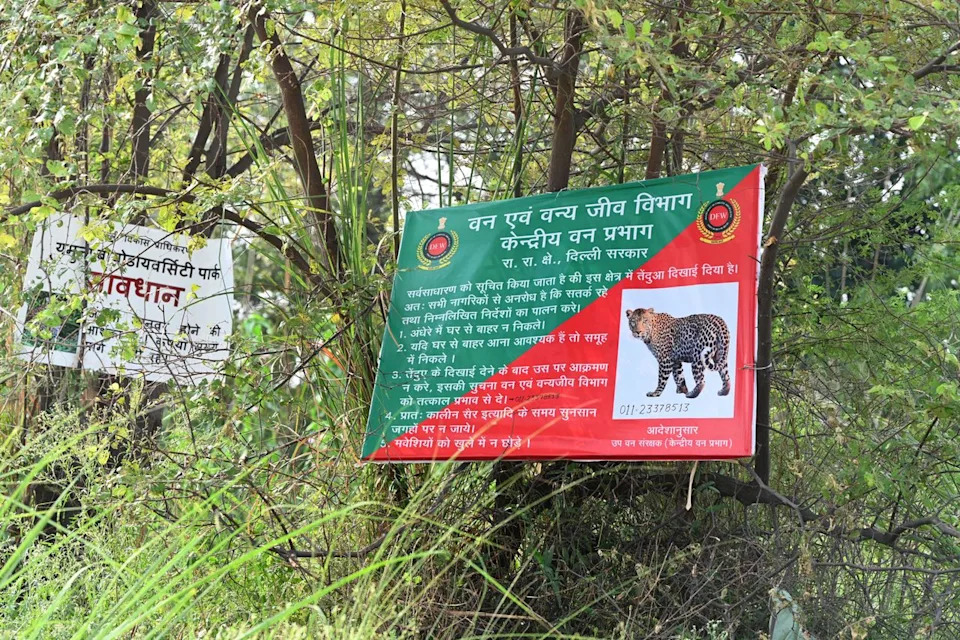 Six-Year-Old Girl Killed By Leopard While Playing Outside Home In Gujarat