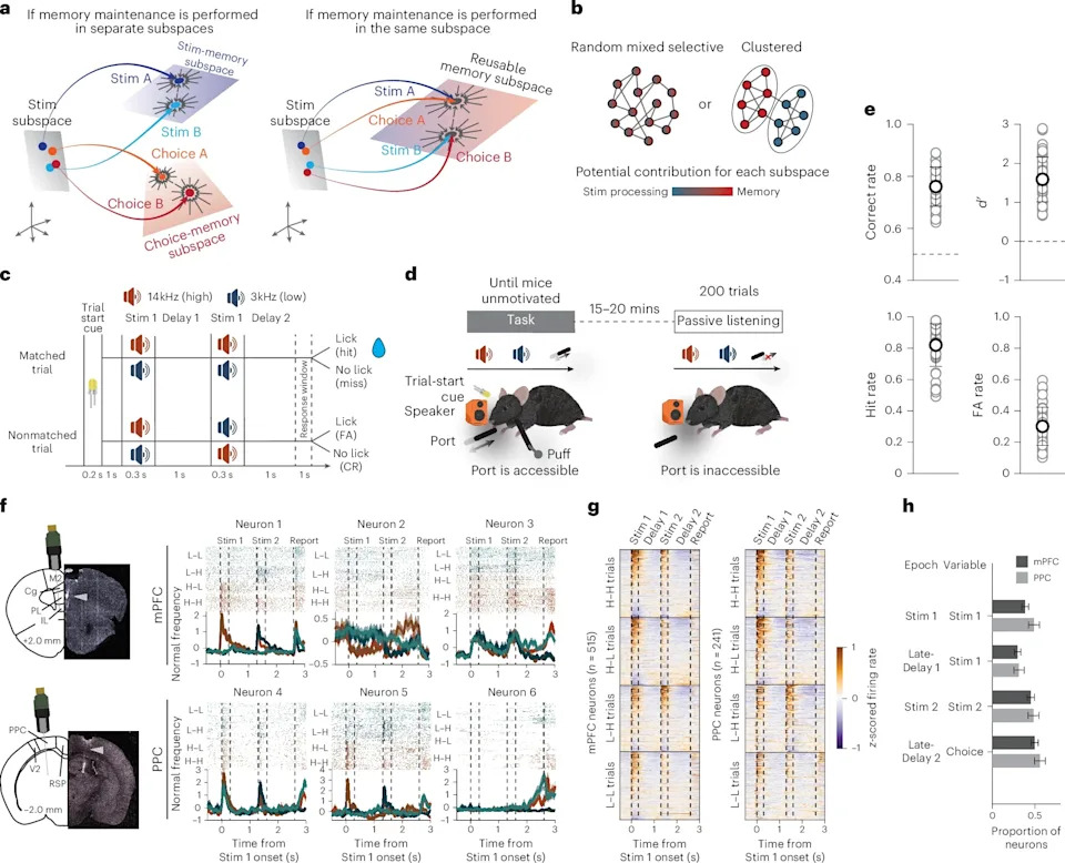 MIT Study: Brain Uses Reusable Neural 'Building Blocks' to Hold Different Kinds of Information