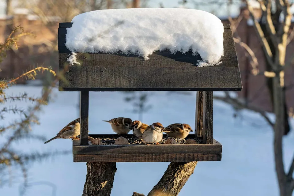 Experts Warn Backyard Bird Feeding May Fuel Spread of Deadly H5N1 Virus