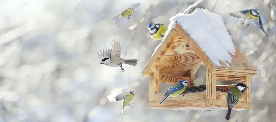 Experts Warn Backyard Bird Feeding May Fuel Spread of Deadly H5N1 Virus