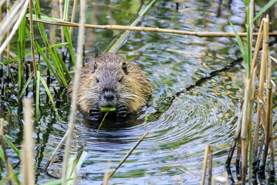 How Beavers Revived a Dying Desert River — Six Years After Rewilding, Utah’s Price River Thrives