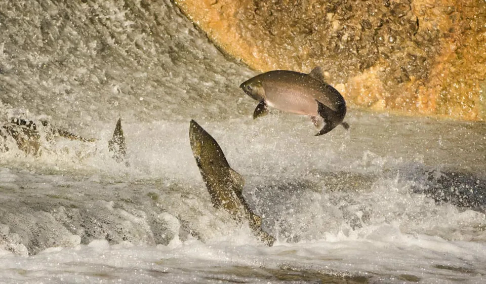 Weed Removal Backfired: Clearing Vegetation in California Delta Increased Salmon Losses Nearly Fourfold