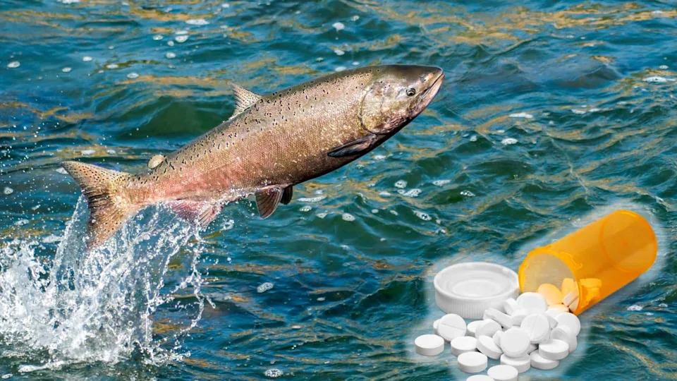 Weed Removal Backfired: Clearing Vegetation in California Delta Increased Salmon Losses Nearly Fourfold