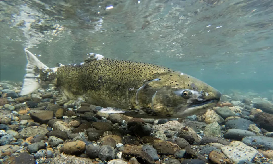 Weed Removal Backfired: Clearing Vegetation in California Delta Increased Salmon Losses Nearly Fourfold