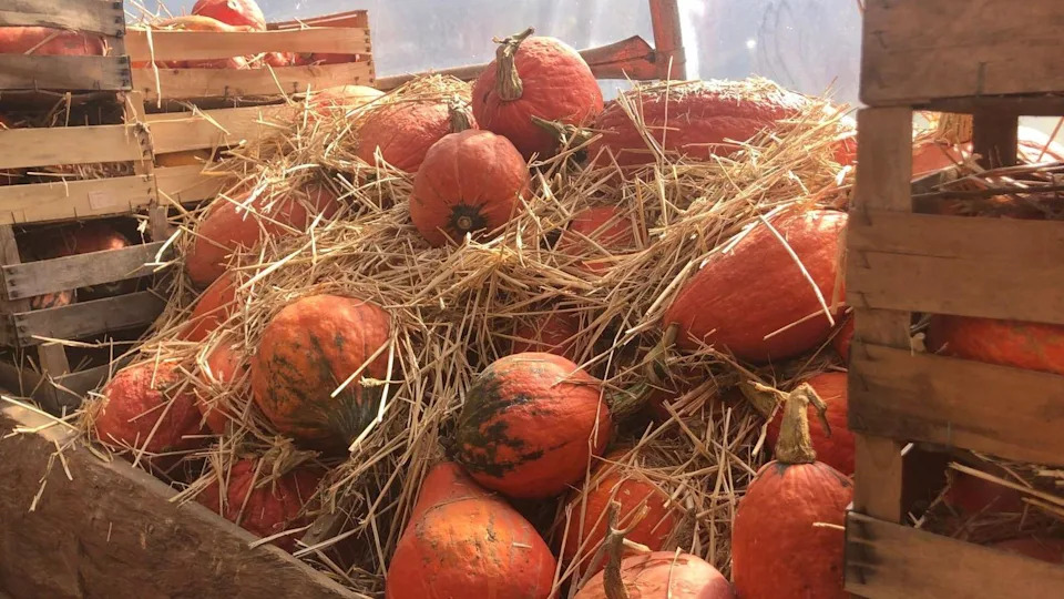 UK Pumpkin Harvest Squeezed by Record Heat: Smaller Fruits, Earlier Ripening and Strained Yields