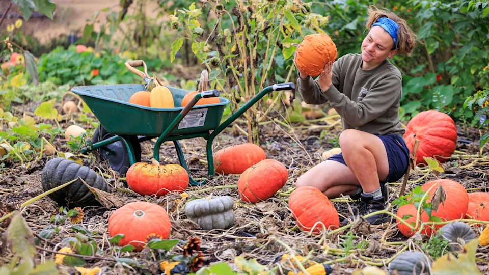 UK Pumpkin Harvest Squeezed by Record Heat: Smaller Fruits, Earlier Ripening and Strained Yields
