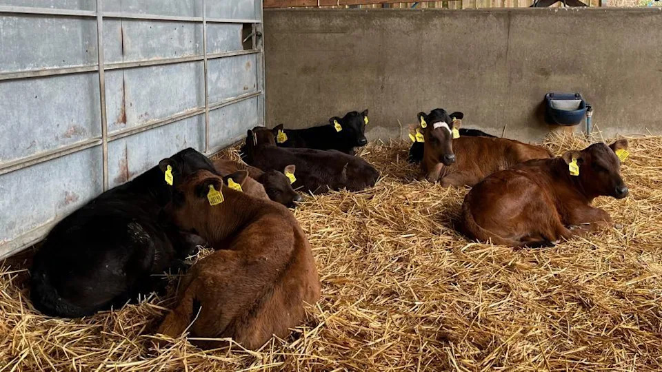 Farmers Say £233m Environmental Fund Gone In Under Six Hours — 'A Fastest-Finger-First' Scramble